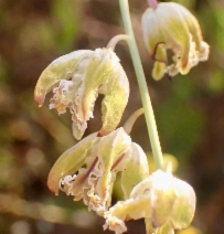 Streptanthus californicus