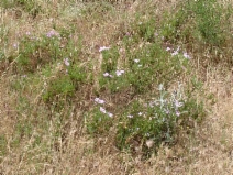 Linanthus californicus ssp. californicus