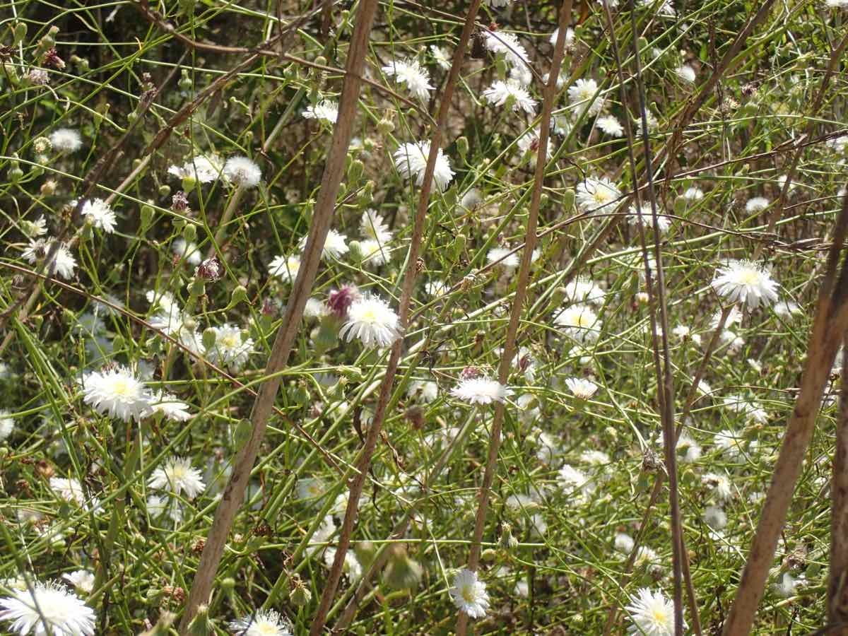 Malacothrix saxatilis var. tenuifolia