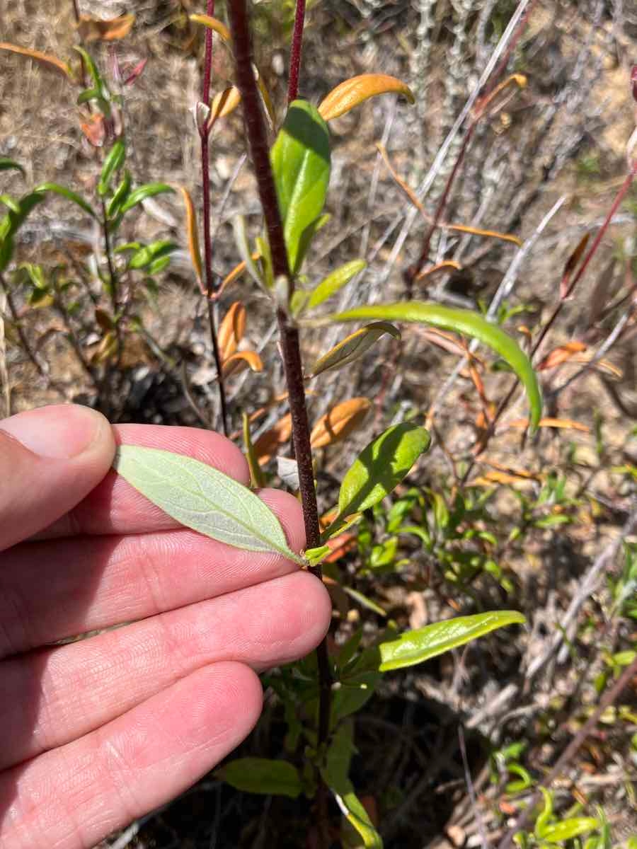 Monardella hypoleuca ssp. hypoleuca