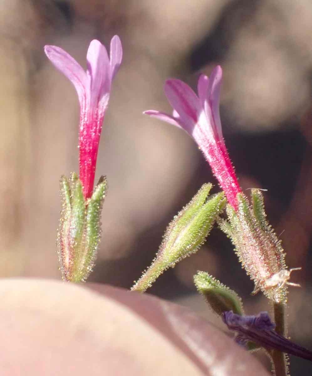 Navarretia leptalea ssp. leptalea