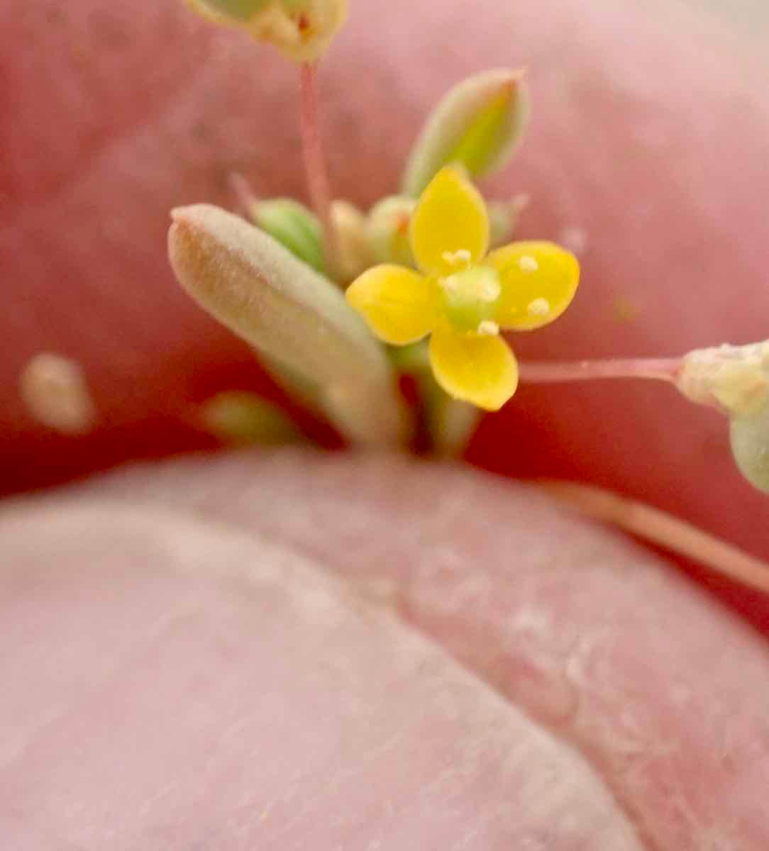 Cleomella parviflora
