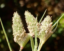 Sporobolus schoenoides