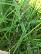Carex pellita