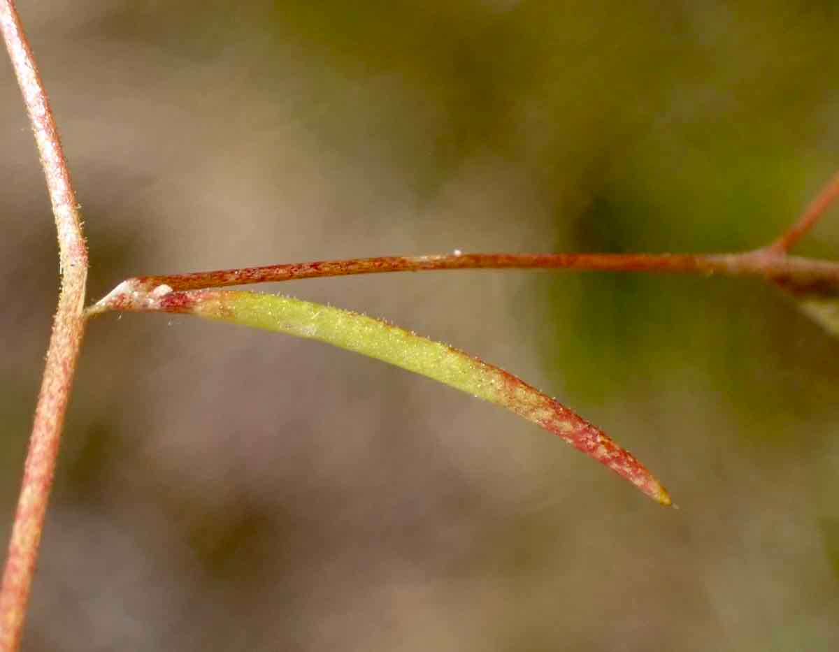 Navarretia leptalea ssp. leptalea