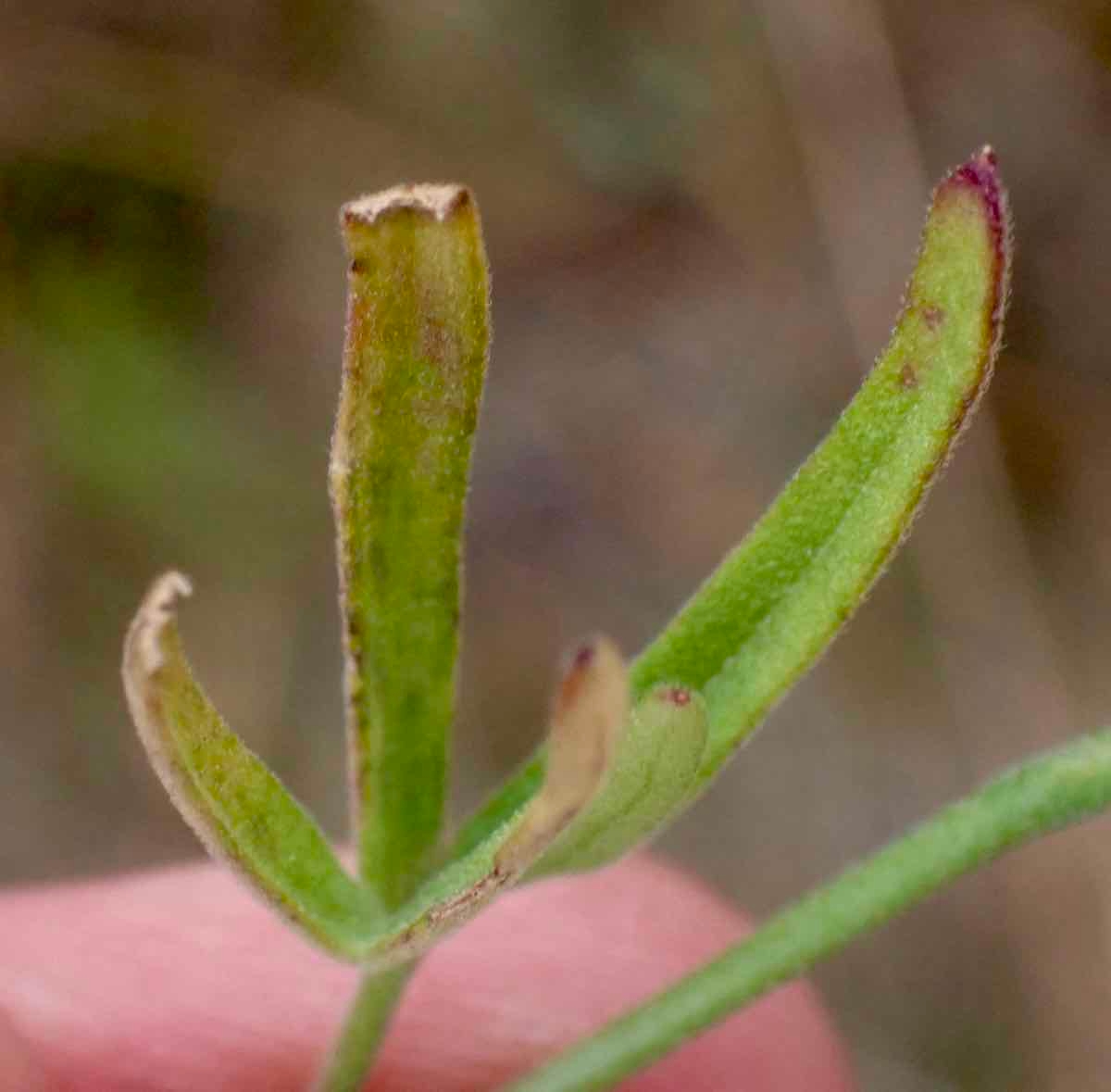 Delphinium parryi ssp. eastwoodiae
