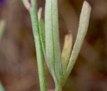 Delphinium parryi ssp. eastwoodiae