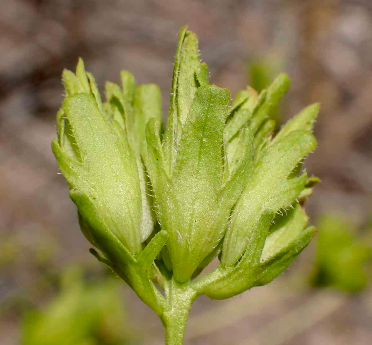Cordylanthus rigidus