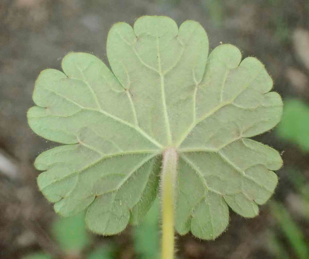 Geranium rotundifolium