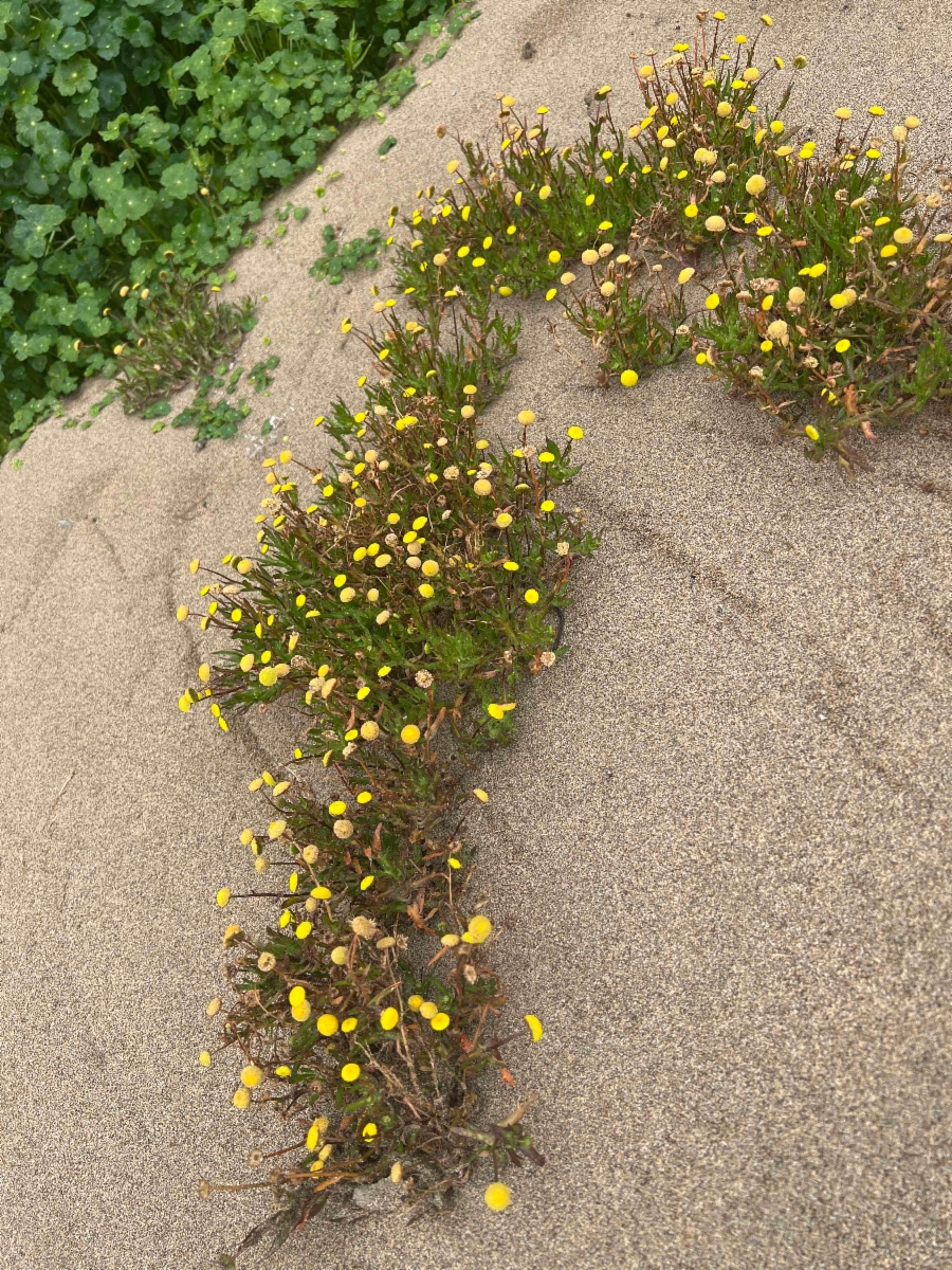 Cotula coronopifolia Profile – California Invasive Plant Council