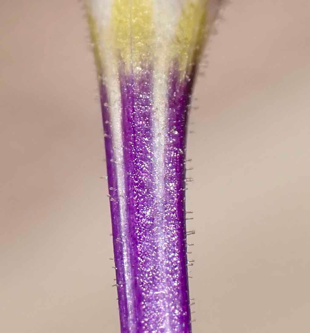 Gilia cana ssp. speciosa