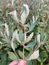 Rhamnus californica ssp. tomentella