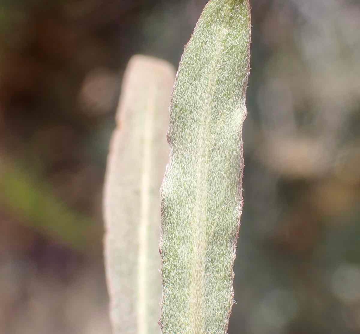 Camissoniopsis pallida ssp. pallida