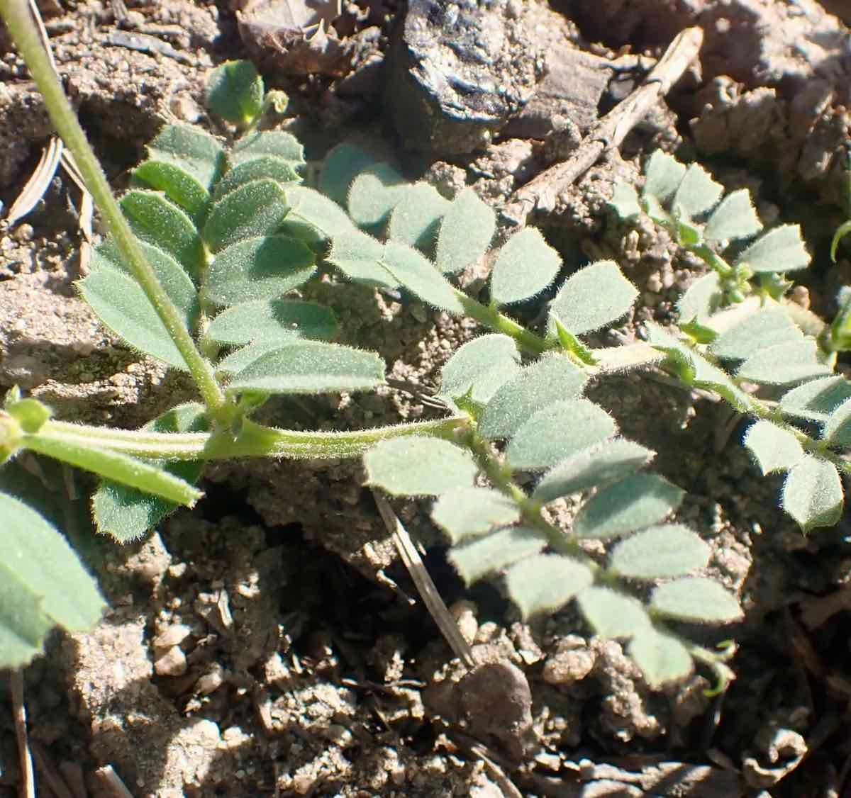 Vicia americana ssp. americana