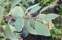 Arctostaphylos glandulosa ssp. gabrielensis