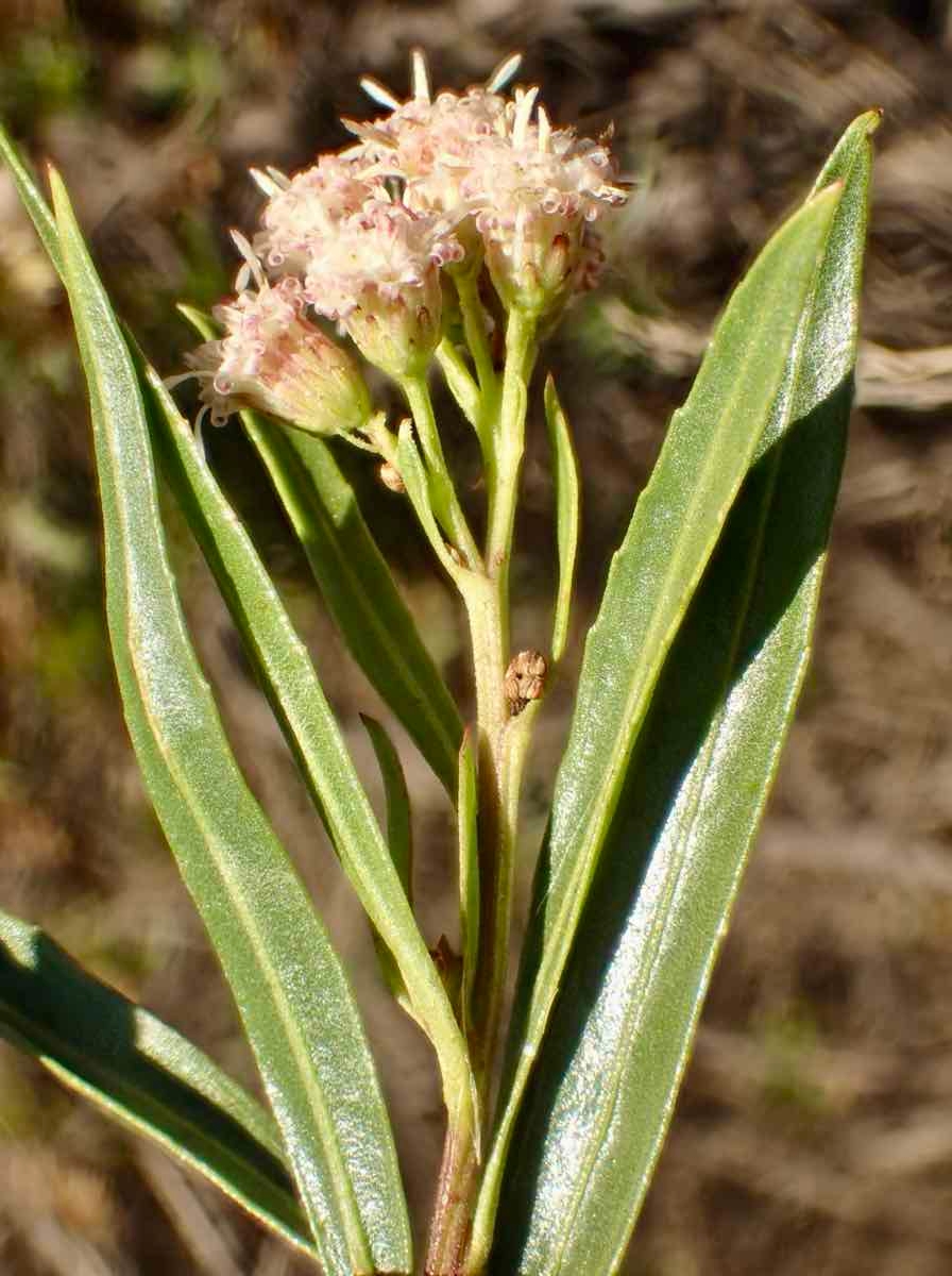 Baccharis salicifolia ssp. salicifolia