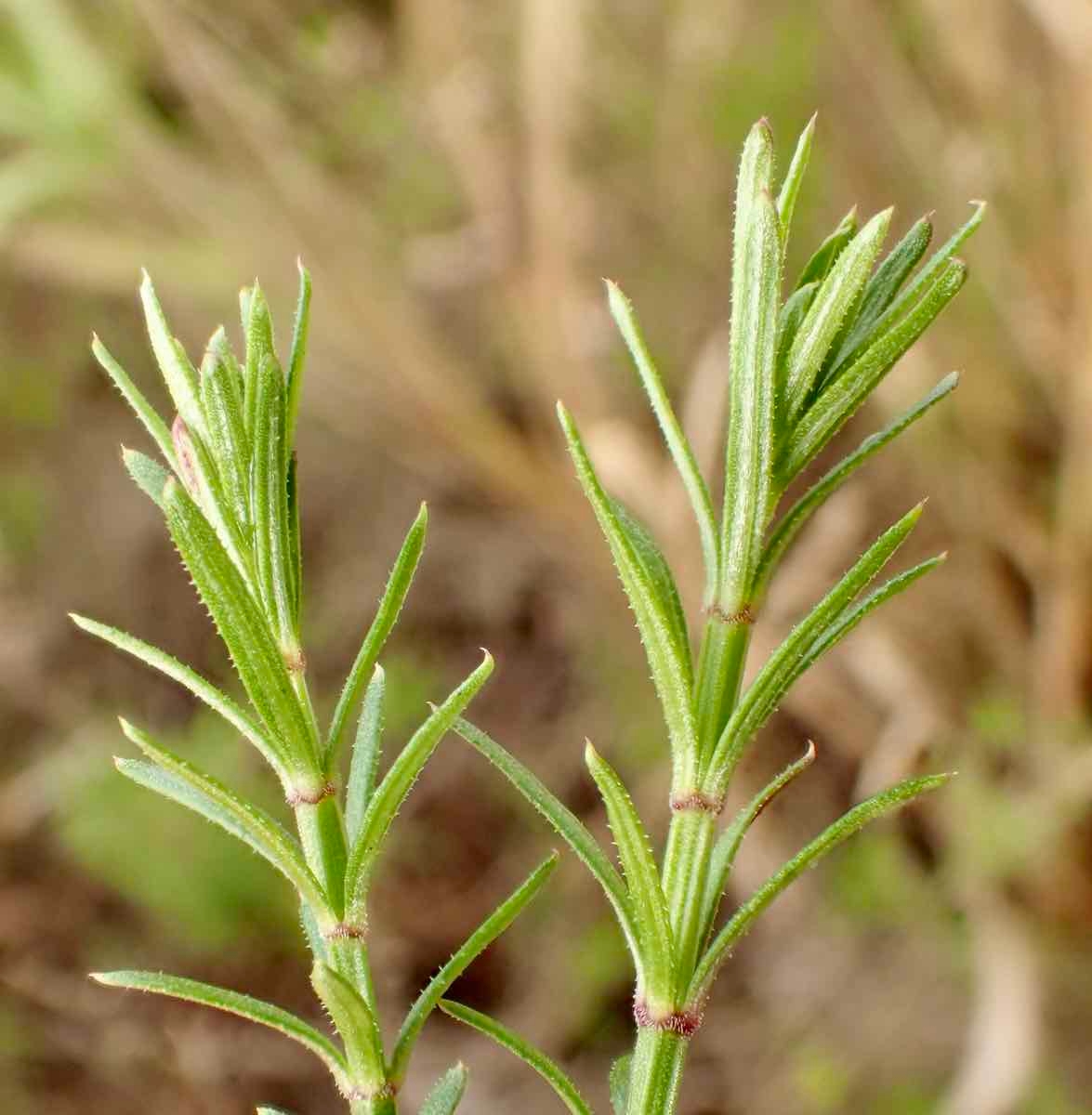 Galium angustifolium ssp. angustifolium