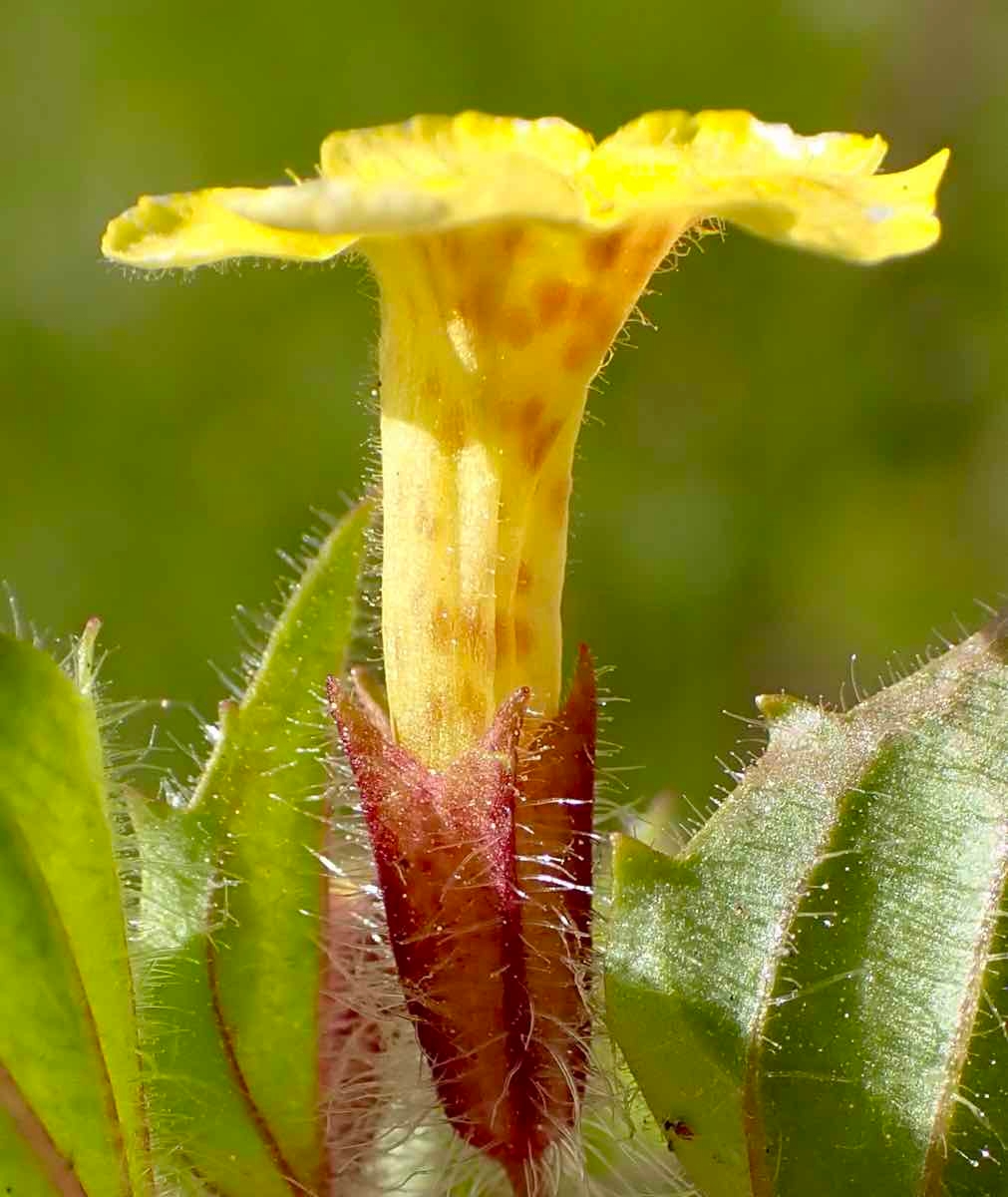 Erythranthe geniculata
