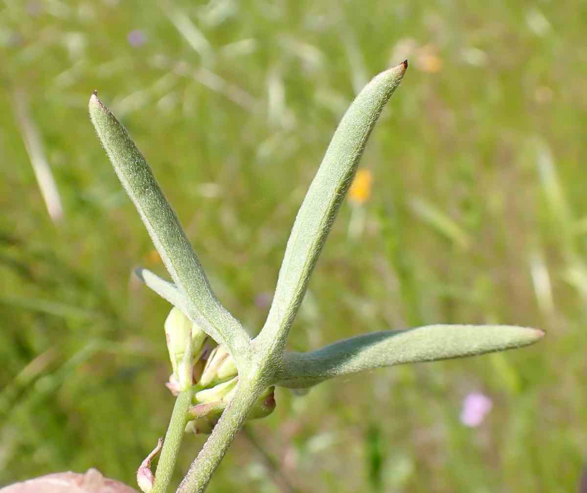 Delphinium hansenii ssp. ewanianum
