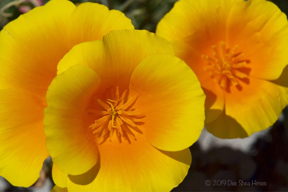 Eschscholzia californica