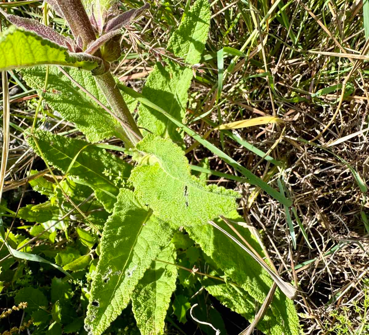 Salvia spathacea