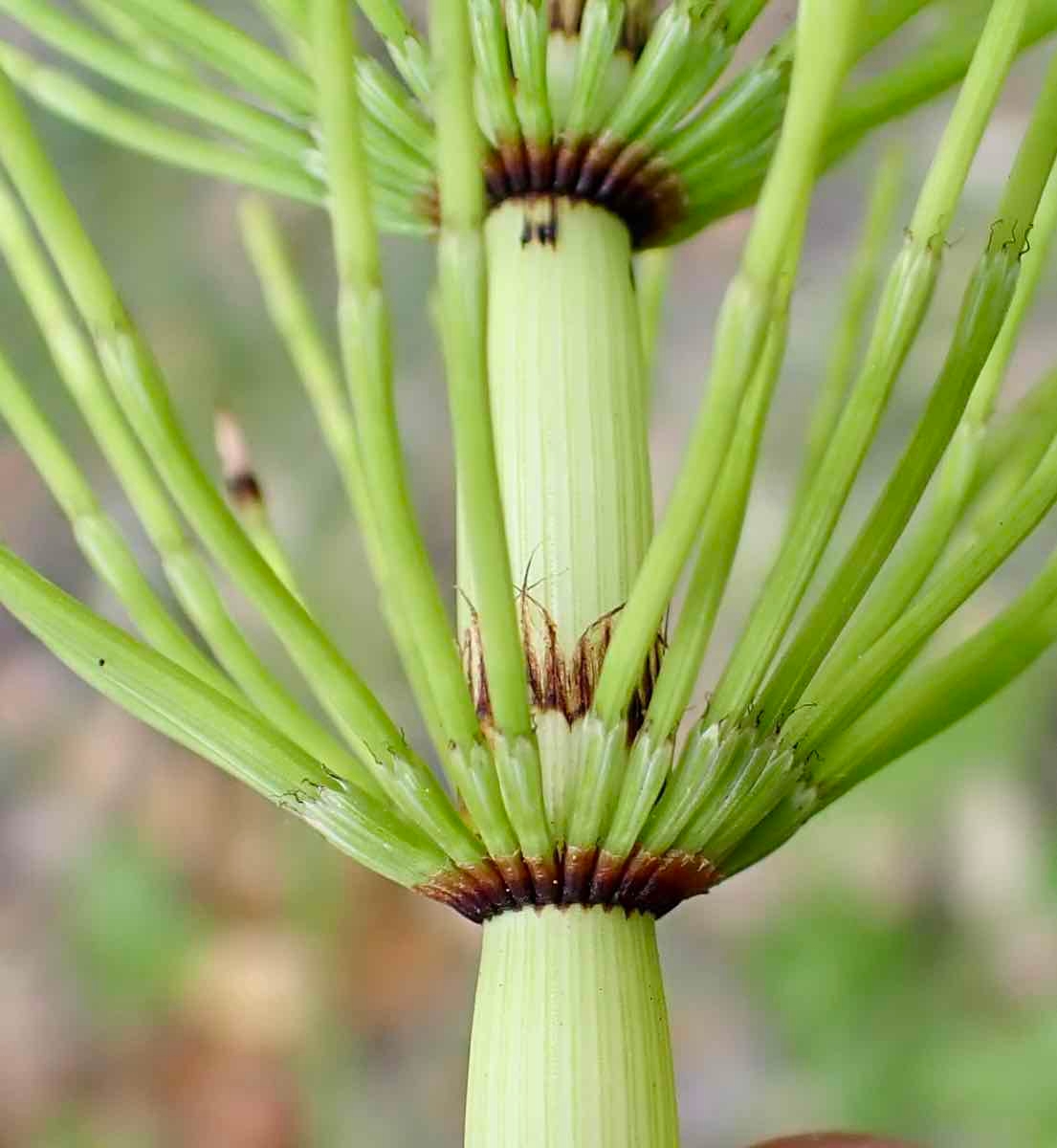 Equisetum telmateia ssp. braunii