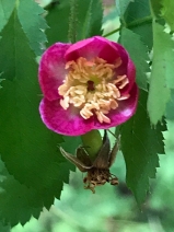 Rosa pinetorum