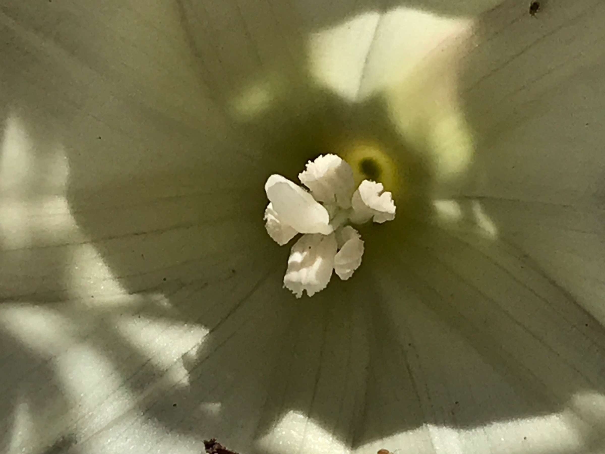 Calystegia subacaulis ssp. subacaulis