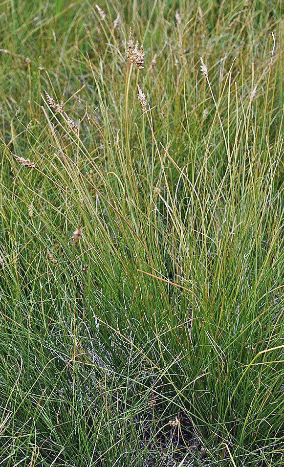 Carex filifolia var. filifolia