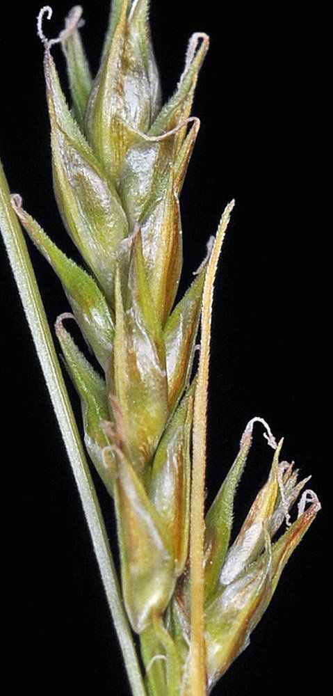 Carex infirminervia