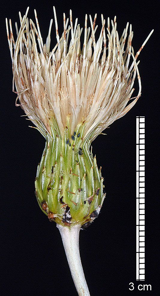 Cirsium ciliolatum