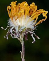 Crepis runcinata ssp. glauca