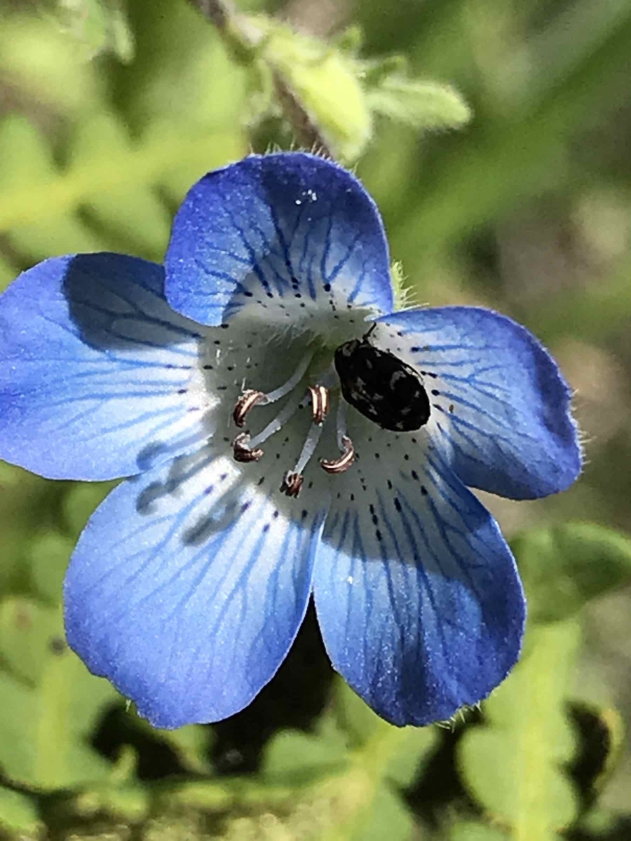 Nemophila menziesii var. menziesii