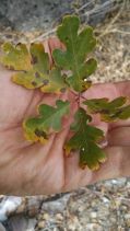 Quercus garryana ssp. semota