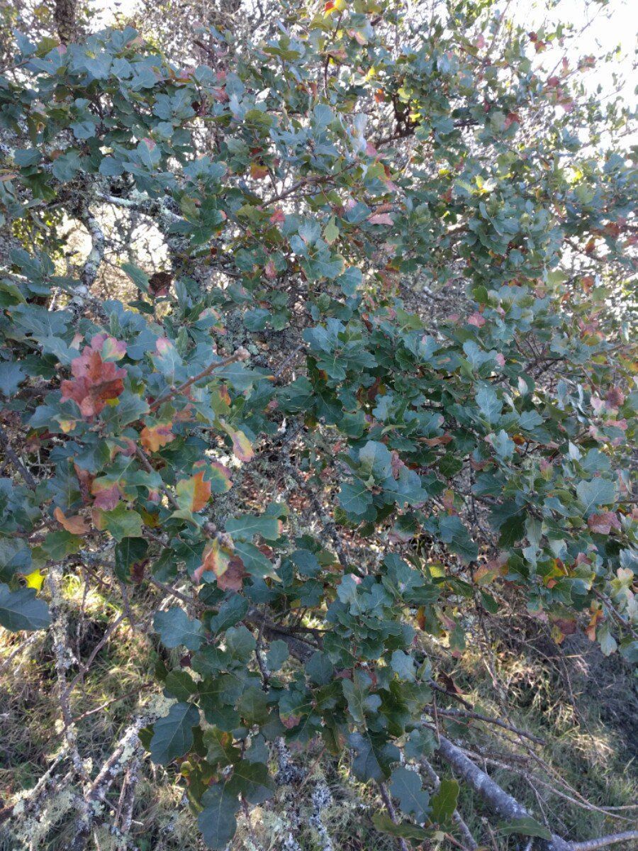 Quercus Xsubconvexa