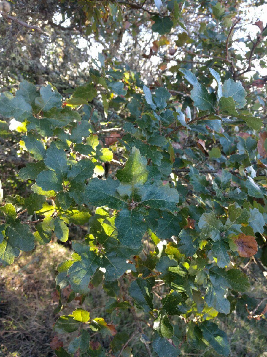 Quercus Xsubconvexa