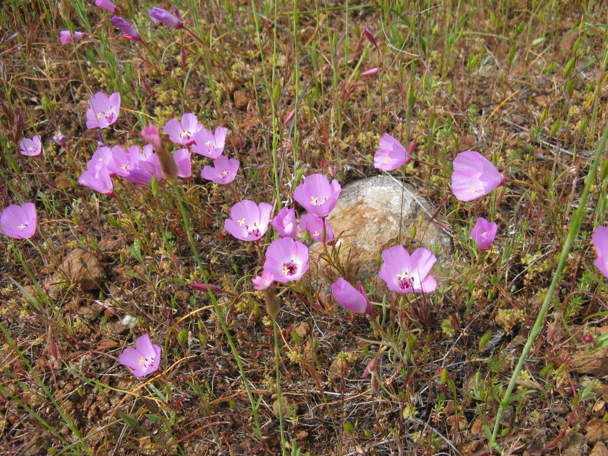 Clarkia gracilis ssp. albicaulis