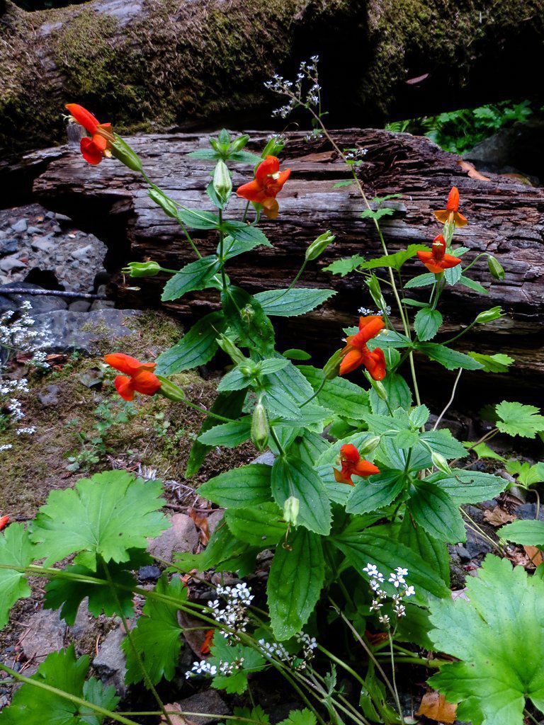 Erythranthe cardinalis