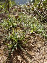 Carex concinnoides