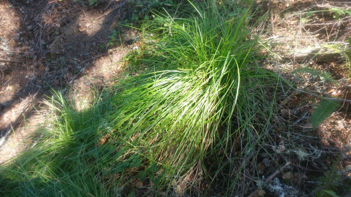 Carex bolanderi