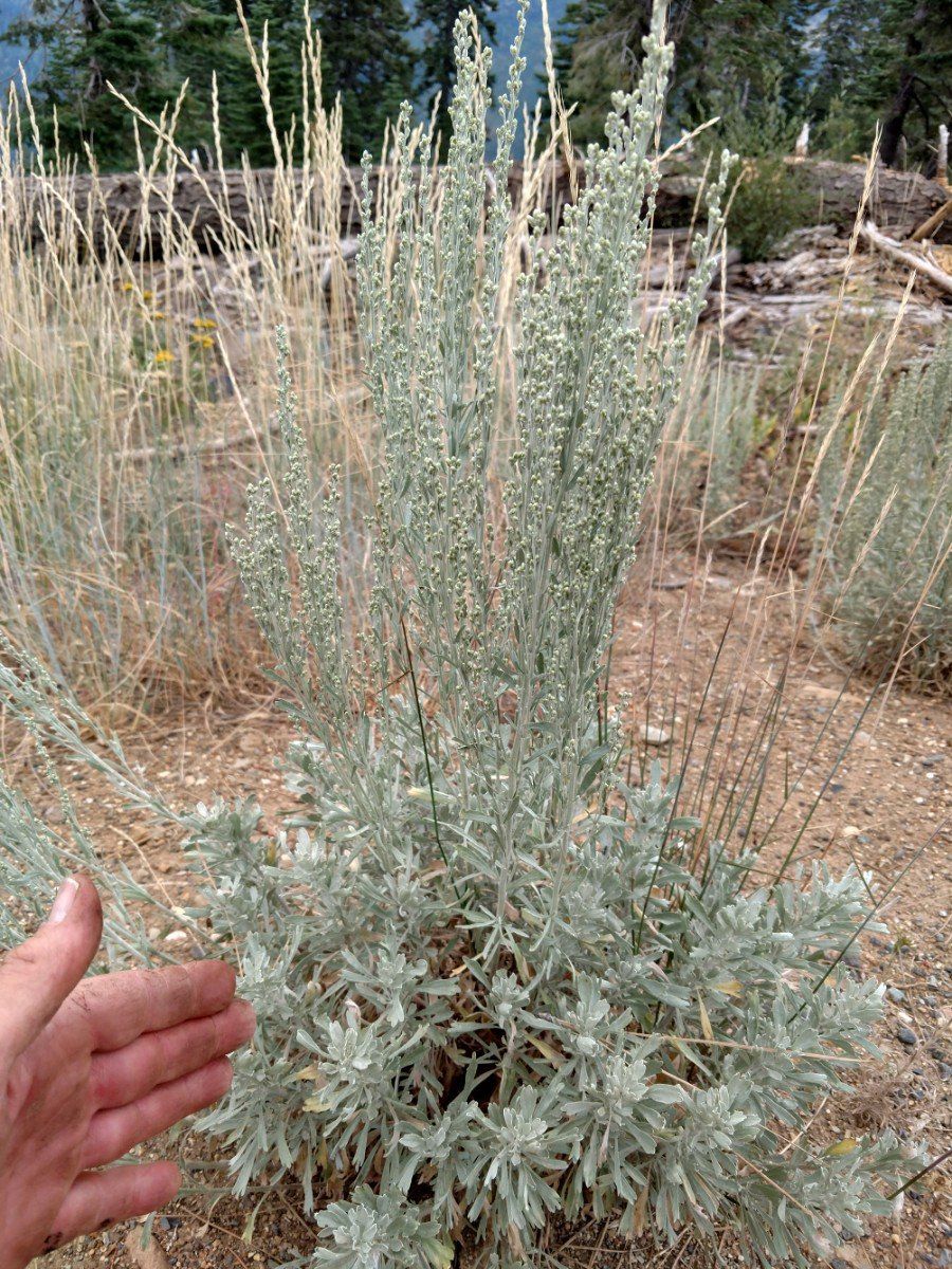 Artemisia tridentata