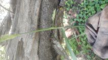 Polypogon australis