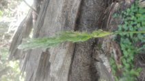 Polypogon australis
