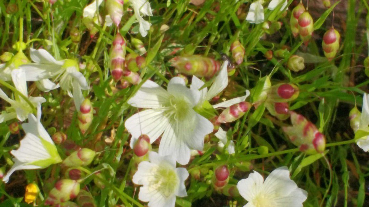 Limnanthes douglasii ssp. nivea