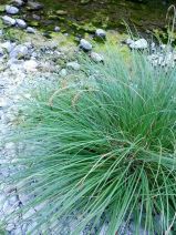 Carex nudata