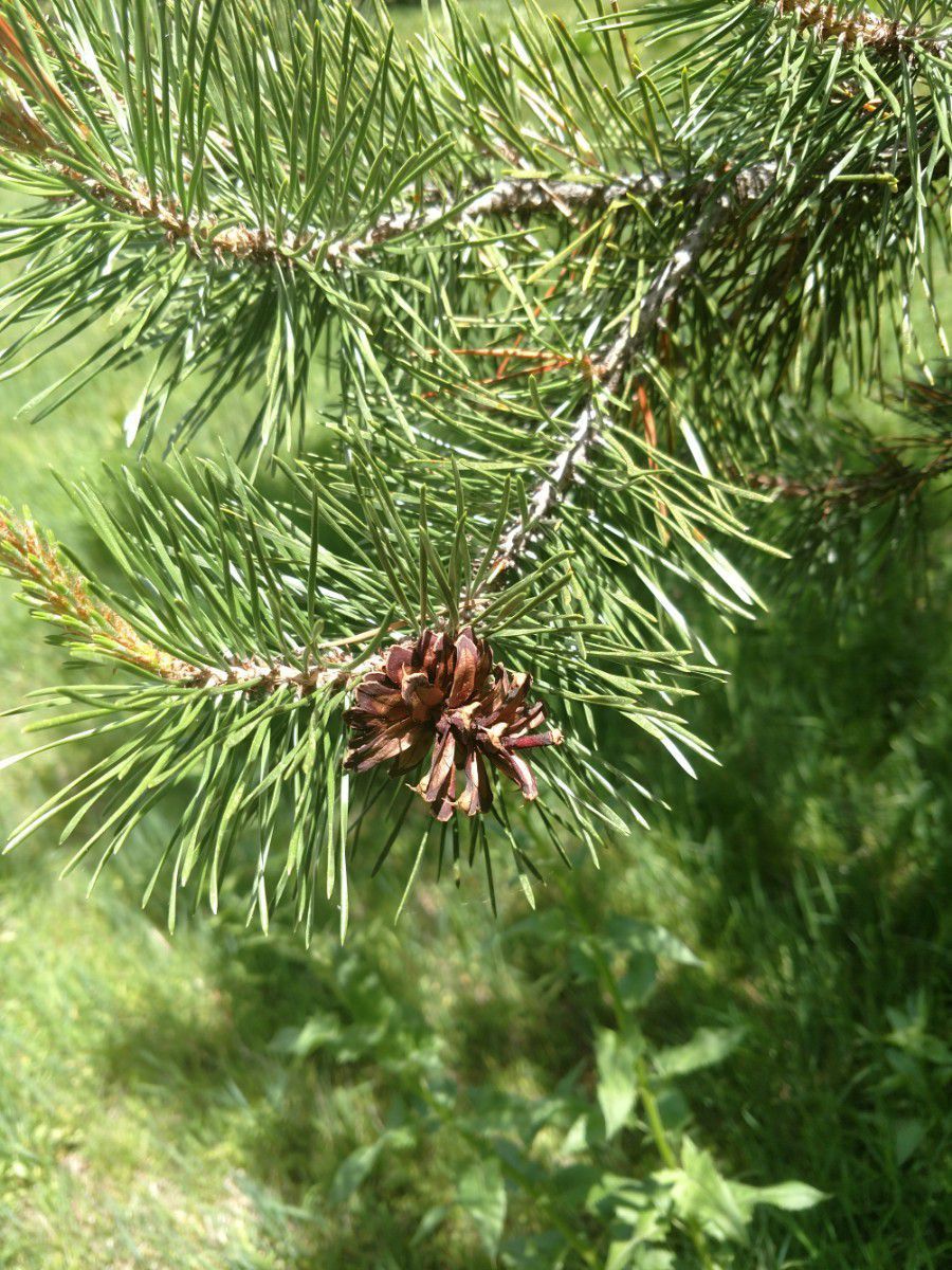 Pinus contorta ssp. bolanderi