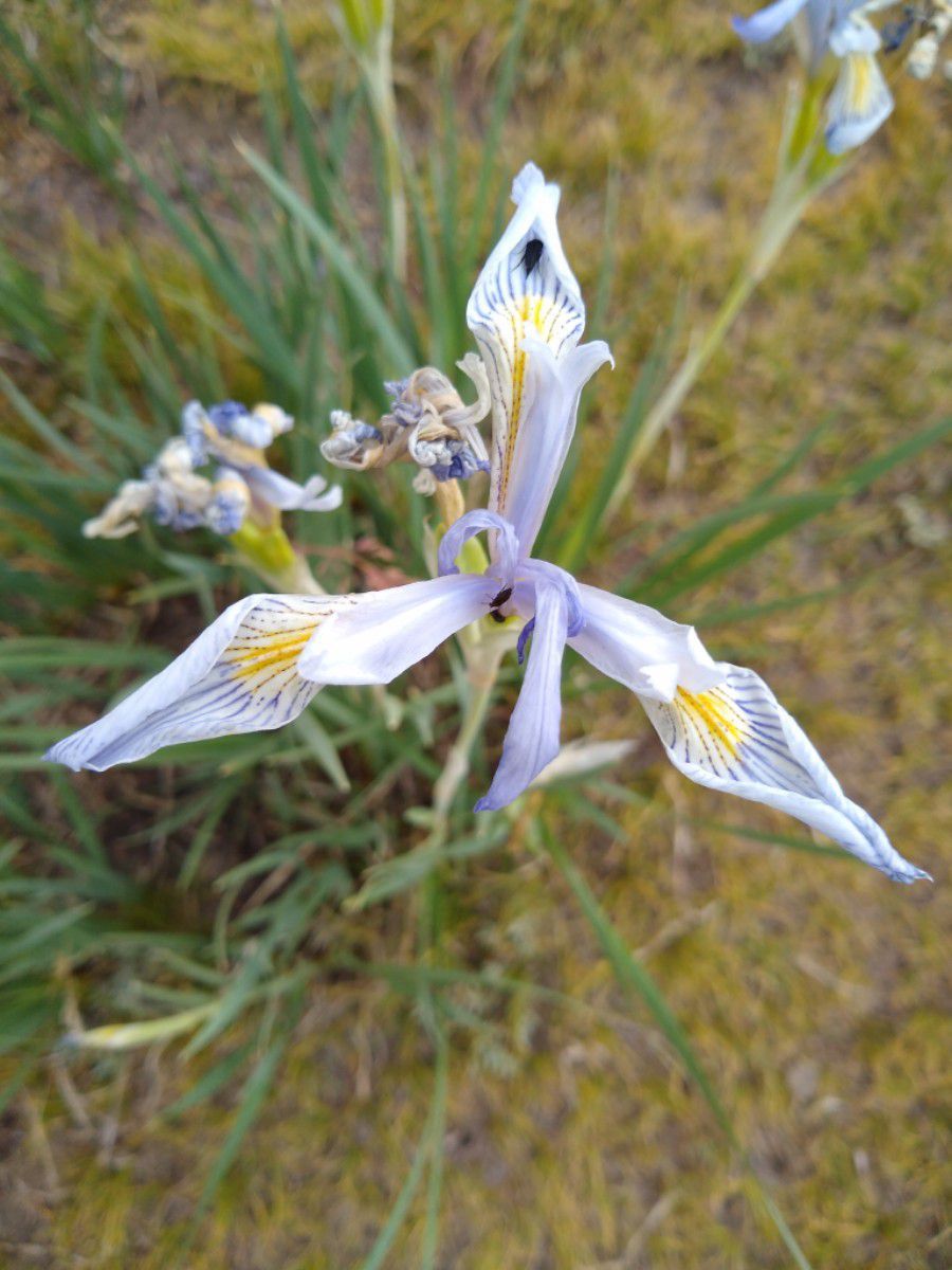 Iris missouriensis