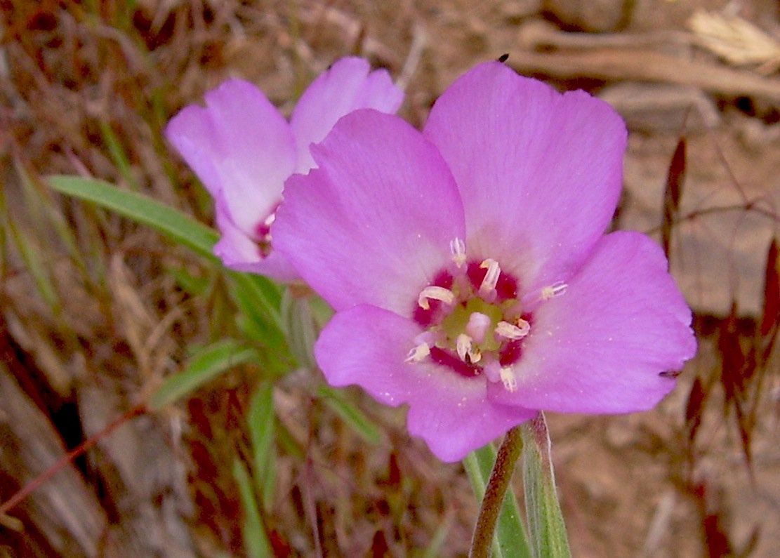 Clarkia lassenensis