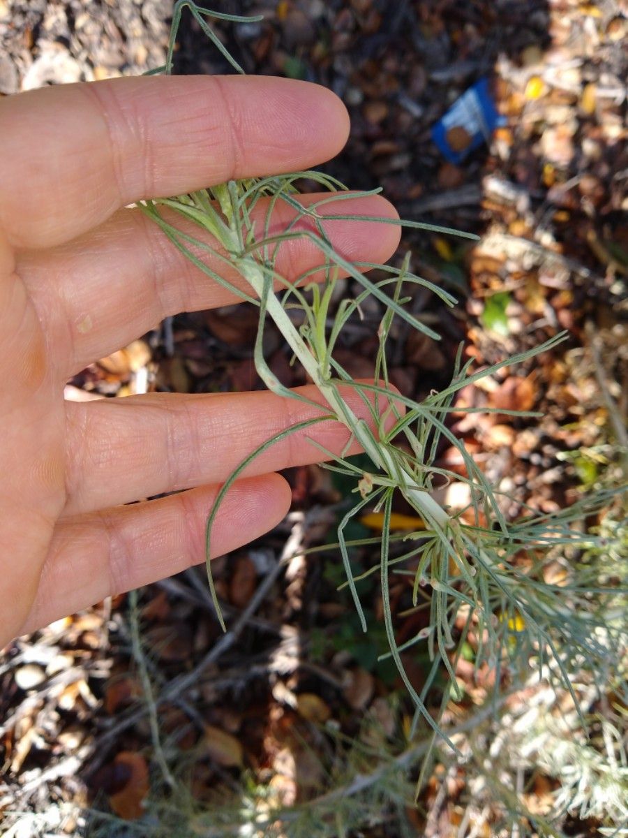Artemisia californica