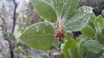 Arctostaphylos manzanita ssp. manzanita